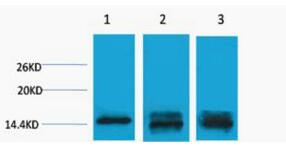 Histone H3 (Mono Methyl Lys9) Polyclonal Antibody