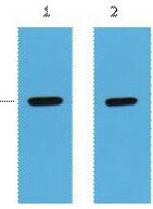 Strep-Tag Monoclonal Antibody