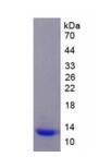 Active Bone Morphogenetic Protein 4 (BMP4)