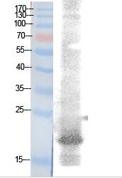 NF-E4 (Acetyl Lys43) Polyclonal Antibody