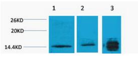 Histone H3 (Tri Methyl Lys4) Polyclonal Antibody