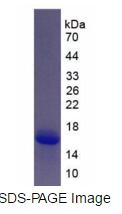 Active S100 Calcium Binding Protein A6 (S100A6)