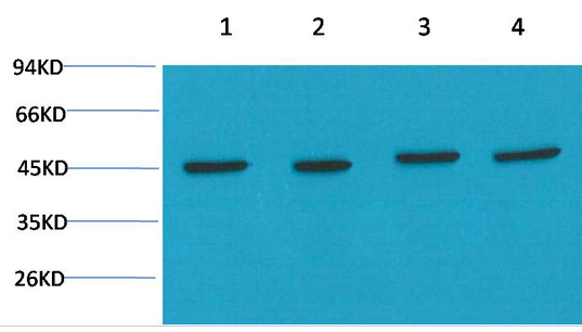 β-actin Rabbit Polyclonal Antibody(A283)