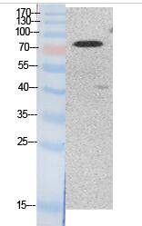 Ub (Acetyl Lys48) Polyclonal Antibody