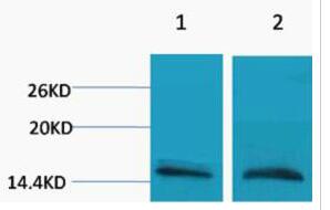 Histone H3 (Mono Methyl Arg26) Polyclonal Antibody
