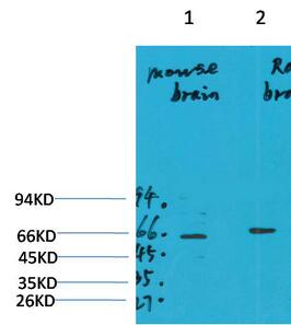 GABA A Receptor α4 Polyclonal Antibody