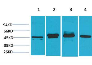 GAP-43 Monoclonal Antibody