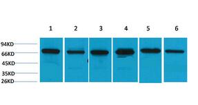 HSC 70 Polyclonal Antibody