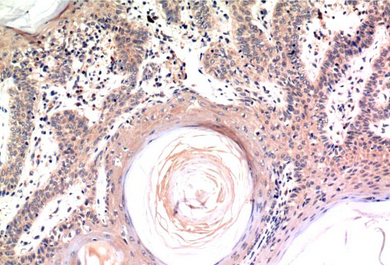 Caspase-3 Mouse Monoclonal Antibody(4B8)