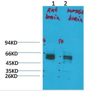 Kv11.1 Polyclonal Antibody