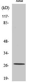 Cleaved-Cathepsin C HC (R394) Polyclonal Antibody