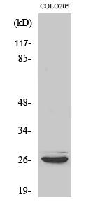 Caspase-14 Polyclonal Antibody