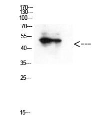 GATA-2/3 (Acetyl-Lys336/304) Polyclonal Antibody