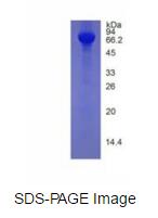 Eukaryotic Histidine Rich Glycoprotein (HRG)