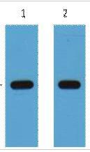 HSV-Tag Monoclonal Antibody