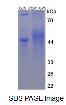 OVA Conjugated Chemokine C-C-Motif Receptor 1 (CCR1)