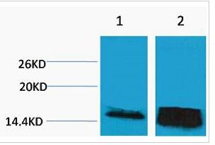 Histone H3 (Tri Methyl Lys14) Polyclonal Antibody