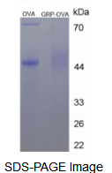 BSA Conjugated Gastrin Releasing Peptide (GRP)