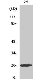 Cleaved-C1r LC (I464) Polyclonal Antibody