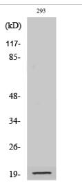 Cleaved-Bad (D71) Polyclonal Antibody