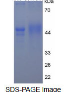 OVA Conjugated Cortistatin (CORT)