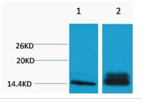 Histone H3 (Di Methyl Lys14) Polyclonal Antibody
