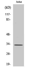 Cleaved-Cathepsin A 32k (R326) Polyclonal Antibody