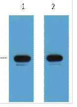 KT3-Tag Monoclonal Antibody