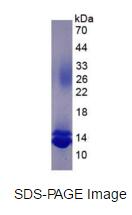 Eukaryotic Chemokine C-C-Motif Ligand 16 (CCL16)