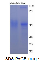 OVA Conjugated Monocyte To Macrophage Differentiation Associated Protein (MMA)