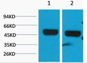 beta 1 Sodium Potassium ATPase Polyclonal Antibody