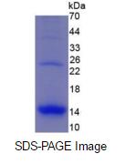 Eukaryotic Macrophage Inflammatory Protein 1 Alpha (MIP1a)