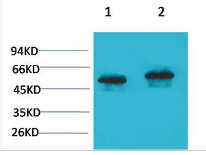 p53 Polyclonal Antibody