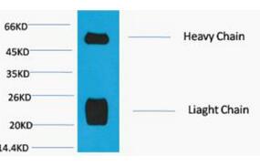 Rabbit IgG (H+L) Monoclonal Antibody