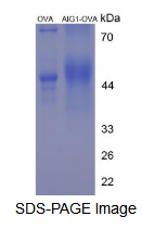 OVA Conjugated Androgen Induced Protein 1 (AIG1)