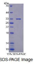 Recombinant Xylosyltransferase I (XYLT1)