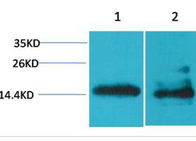 Histone H2A.X Polyclonal Antibody