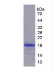 Active Epidermal Growth Factor (EGF)