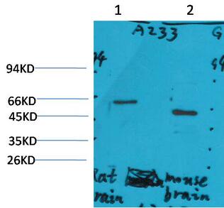 GLP1R Polyclonal Antibody