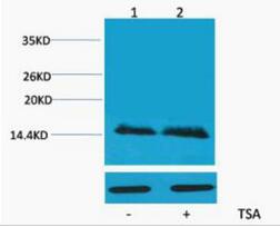 Histone H2B (Acetyl Lys5) Polyclonal Antibody