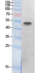 PTEN (Acetyl Lys402) Polyclonal Antibody