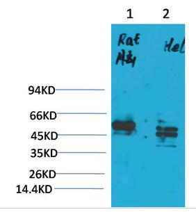 CXCR4 Polyclonal Antibody