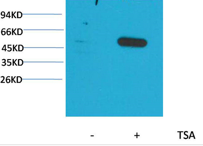 α-tubulin (Acetyl Lys40) Monoclonal Antibody(5H5)