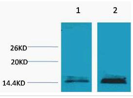 Histone H3 (Mono Methyl Lys18) Polyclonal Antibody