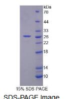 Recombinant Replication Factor C4 (RFC4)