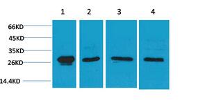 HSP27 Polyclonal Antibody