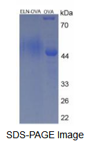 OVA Conjugated Elastin (ELN)