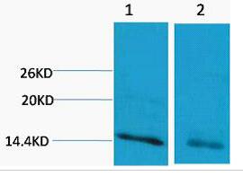 Histone H3 (Mono Methyl Arg17) Polyclonal Antibody