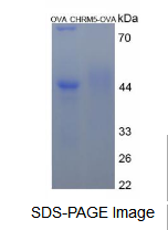 OVA Conjugated Cholinergic Receptor, Muscarinic 5 (CHRM5)