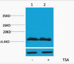 Histone H4 (Acetyl Lys91) Polyclonal Antibody